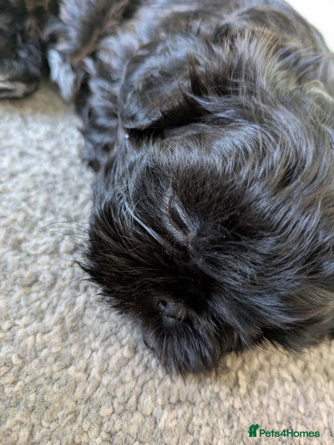 Shih Tzu dogs for sale: Imperial Shih Tzu  - Image 4