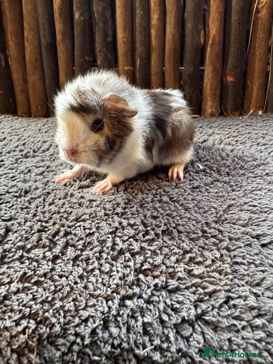 Mouse rodents for sale: Baby Guinea Pigs - Image 4