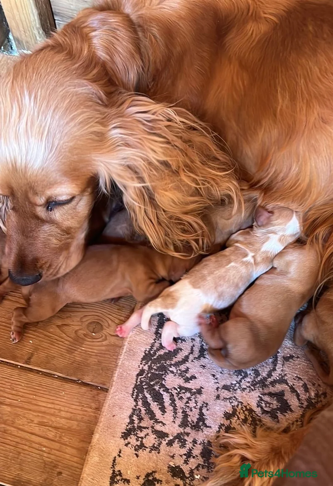 Cockalier dogs for sale: cockalier puppy’s  - Advert 1