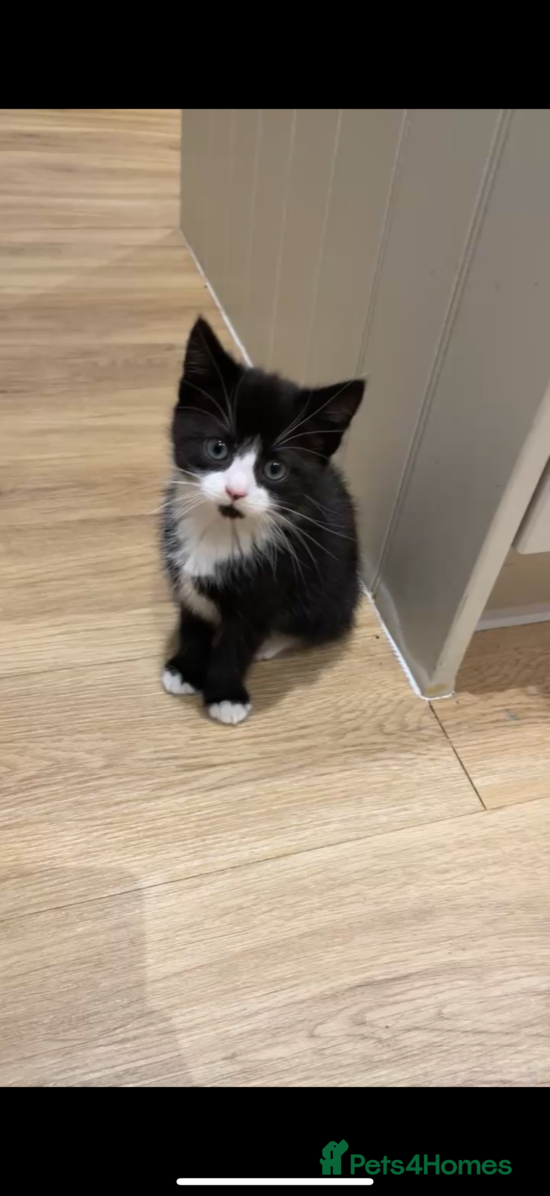 Mixed Breed cats for adoption: Two Beautiful 1 YrOld Female Cats - Advert 3