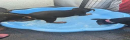 Mixed Breed dogs for sale: German Shepherd Cross Puppies  - Advert 11