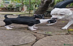 Mixed Breed dogs for sale: “Meet the Ones Who’ll Make Every Day Brighter.” - Image 4