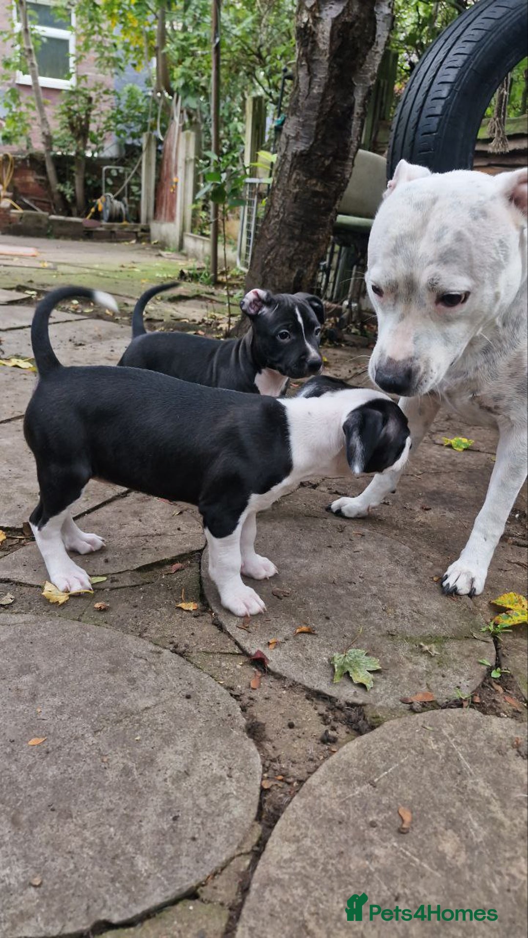 Mixed Breed dogs for sale: “Meet the Ones Who’ll Make Every Day Brighter.” - Image 4