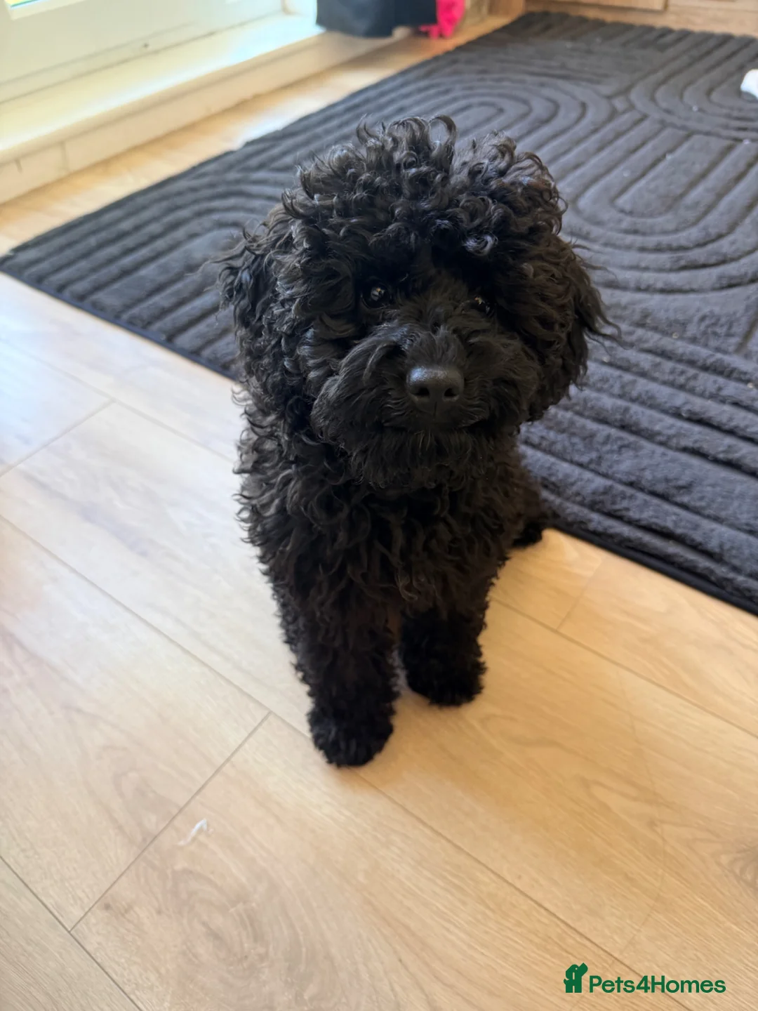 Cockapoo dogs for sale: 4 month Cockapoo - Advert 4