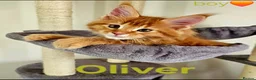 Maine Coon cats for sale: ✨ Meet Our Magnificent Maine Coon Kittens ✨ - Advert 21