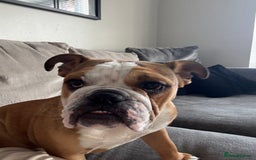 English Bulldog dogs for sale: English Bulldog - Image 6