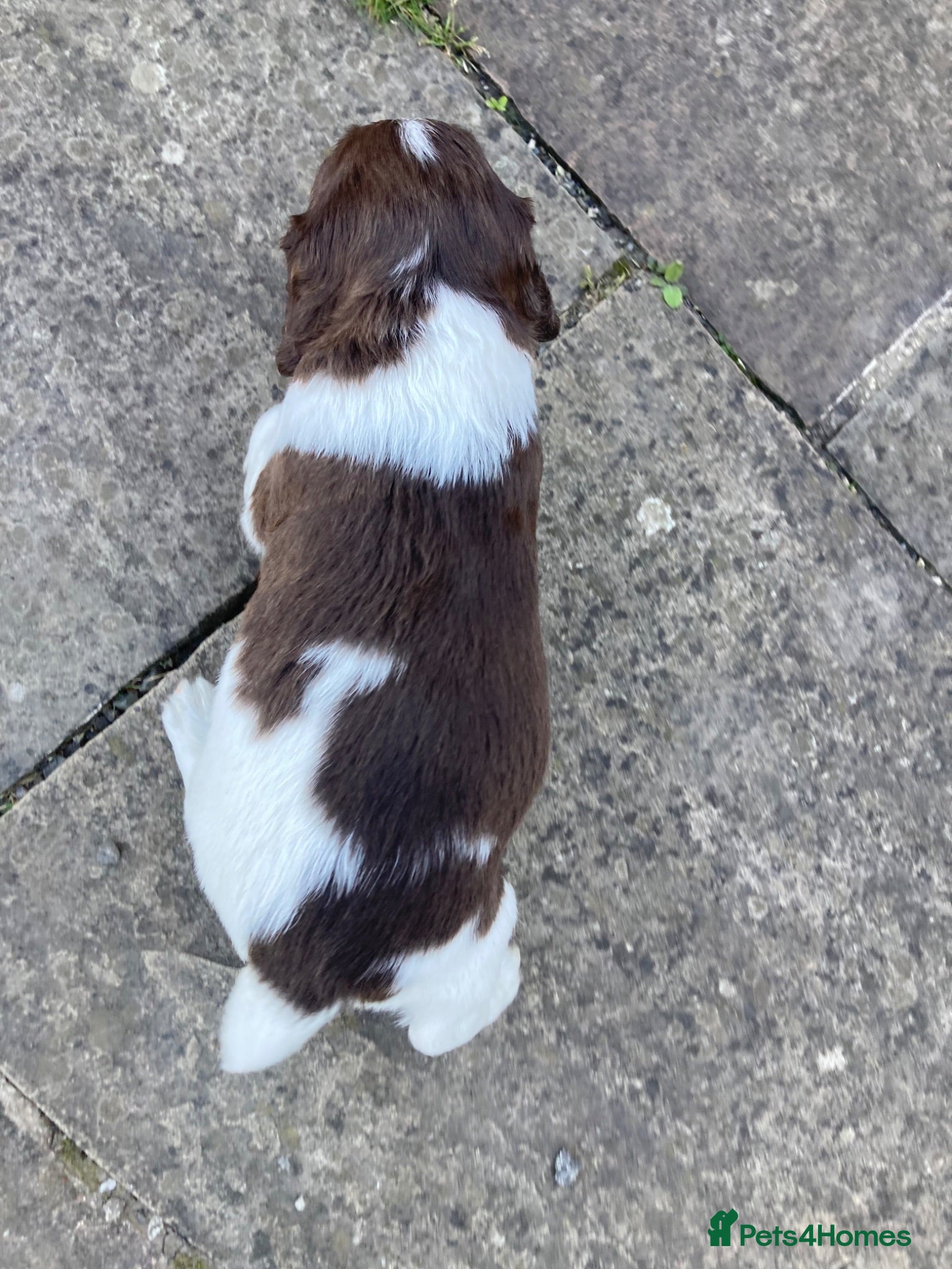 English Springer Spaniel dogs KC Reg Liver and White English Springer Spaniels - Advert 2