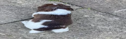 English Springer Spaniel dogs for sale: KC Reg Liver and White English Springer Spaniels - Advert 2