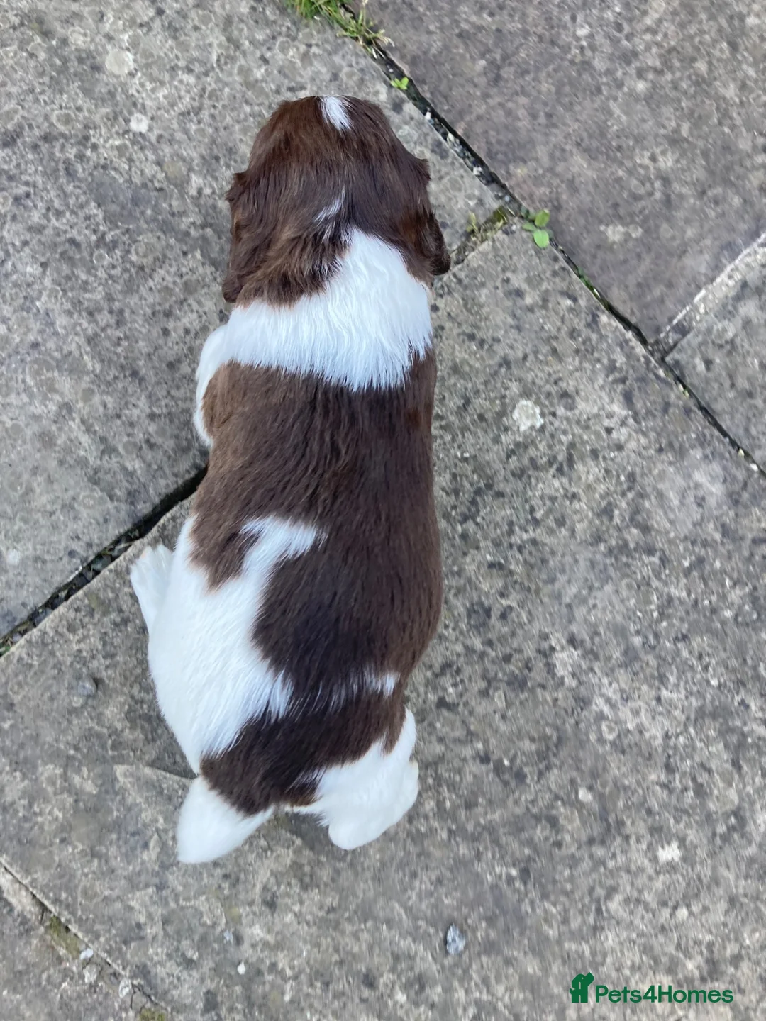 English Springer Spaniel dogs for sale: KC Reg Liver and White English Springer Spaniels - Advert 2