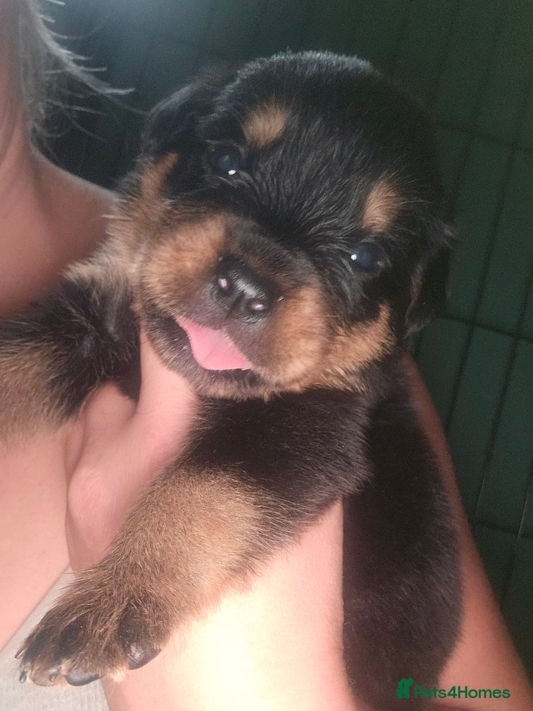 Rottweiler dogs for sale: Rottweiler Champion bloodline  - Image 30