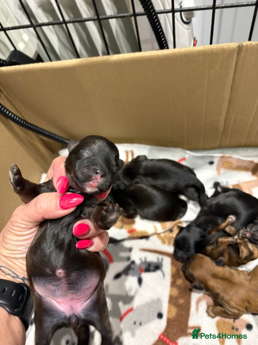 Shihpoo dogs for sale: Shihpoo f1 puppies  🩷🩷 - Advert 32