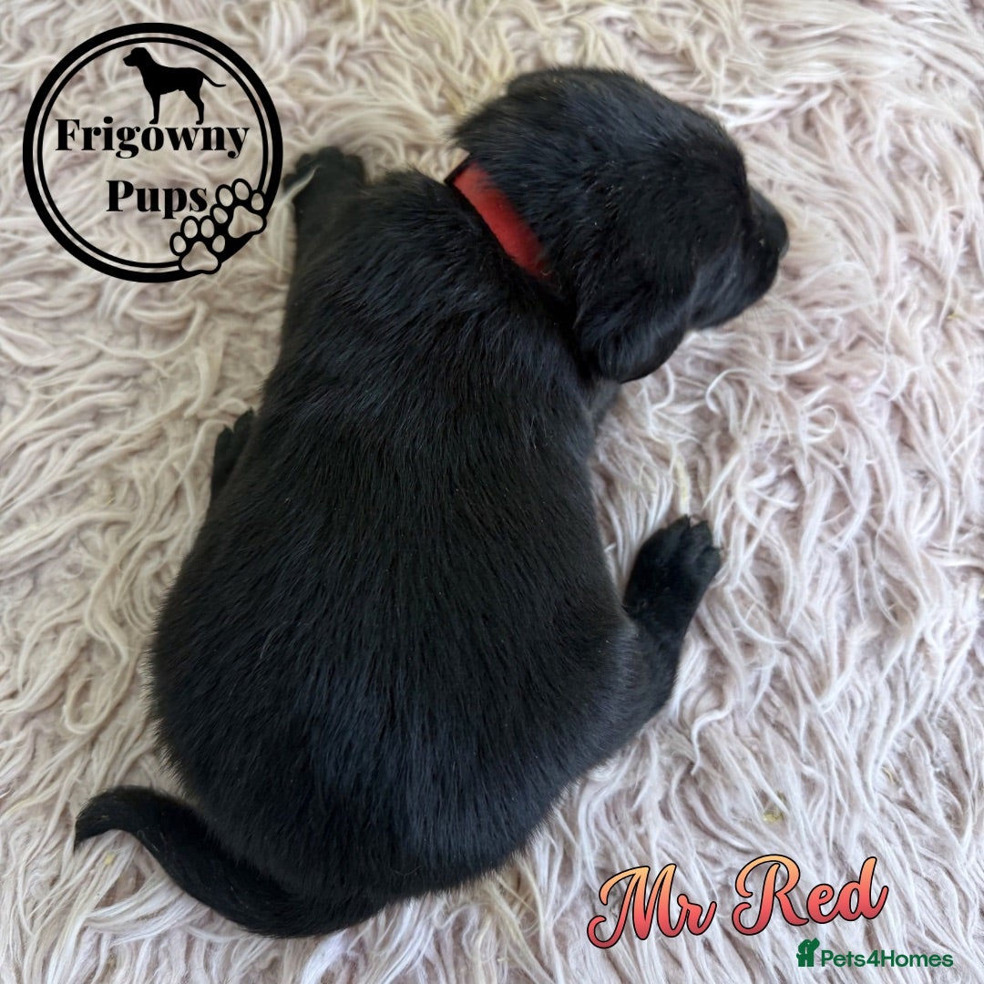 Labrador Retriever dogs 🖤 Quality RKC Labrador Puppies 🖤 Ready July 🖤 - Advert 2