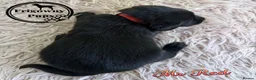 Labrador Retriever dogs for sale: 🖤 Quality RKC Labrador Puppies 🖤 Ready July 🖤 - Advert 2