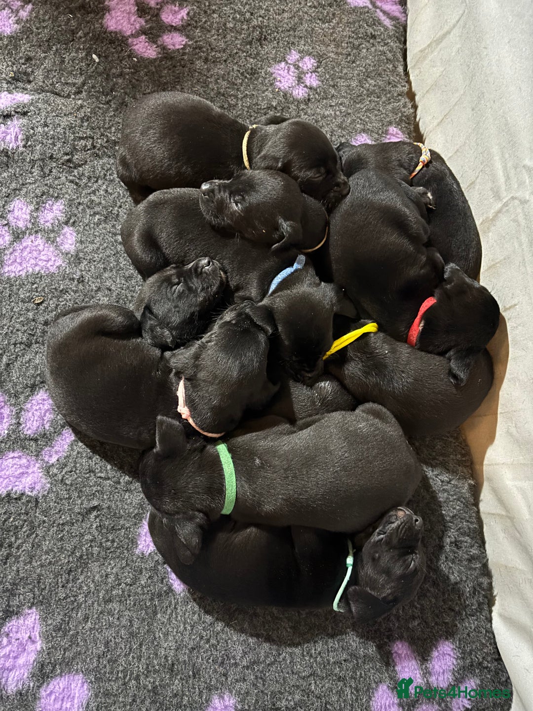 Mixed Breed dogs for sale: Dalmador puppies 3 girls left  - Advert 11