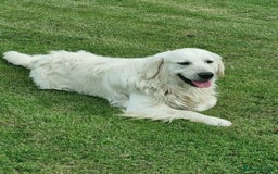 Golden Retriever dogs for sale: KC GOLDEN RETRIEVER PUPPIES  - Image 4