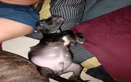 Mixed Breed dogs for sale: Staffy cross  - Image 8