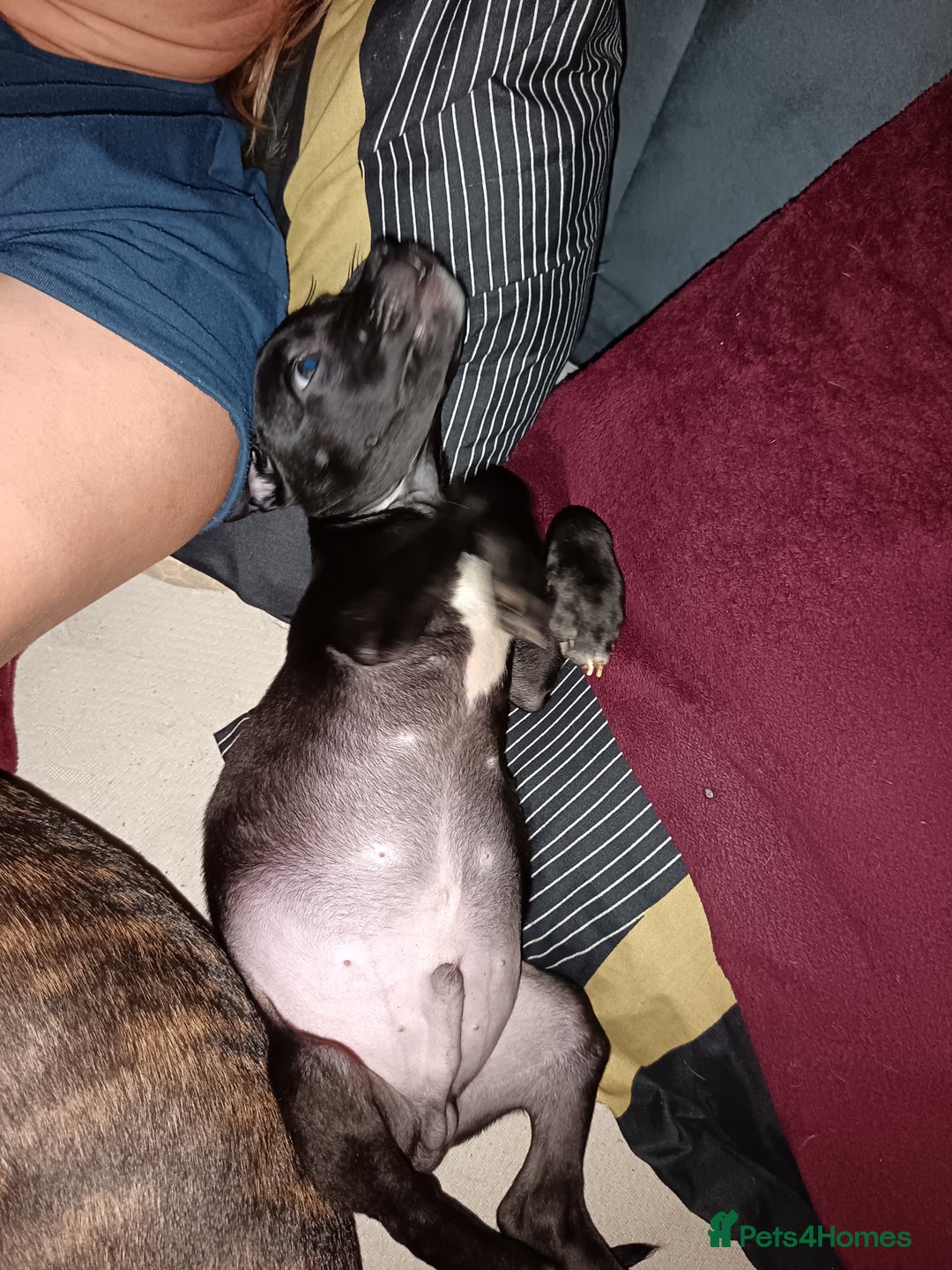 Mixed Breed dogs for sale: Staffy cross  - Image 8