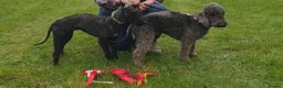 Bedlington Terrier dogs for sale: Exceptional KC Registered Bedlington Terrier puppy in Grimsby - Advert 12