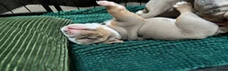 Olde English Bulldogge dogs for sale: 8 beautiful and chunky puppies amazing colours 🤩 in Coventry - Advert 27