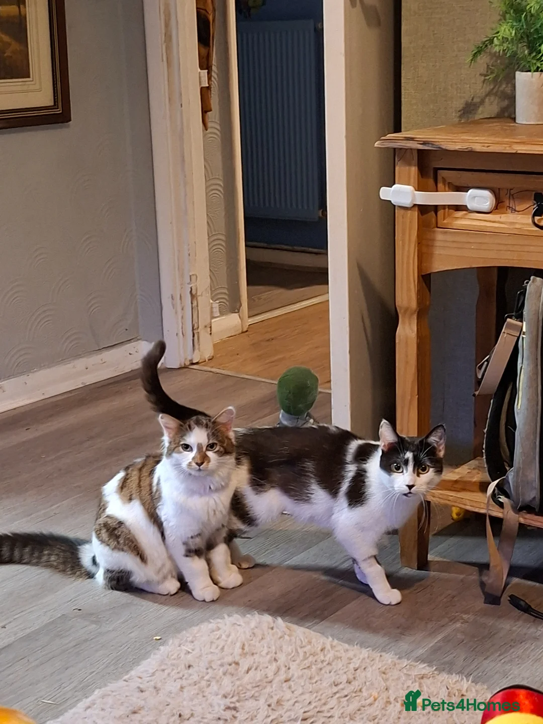 Mixed Breed cats for sale: Domeatic black and white cat  - Advert 2