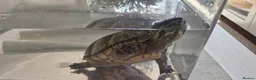 Turtle reptiles for sale: Female Musk Turtle - Advert 1