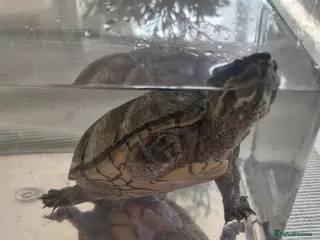 Turtle reptiles Female Musk Turtle - Advert 1
