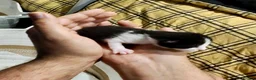 Mixed Breed cats for sale: Seven Beautiful Kittens Looking for Loving Homes - Advert 5