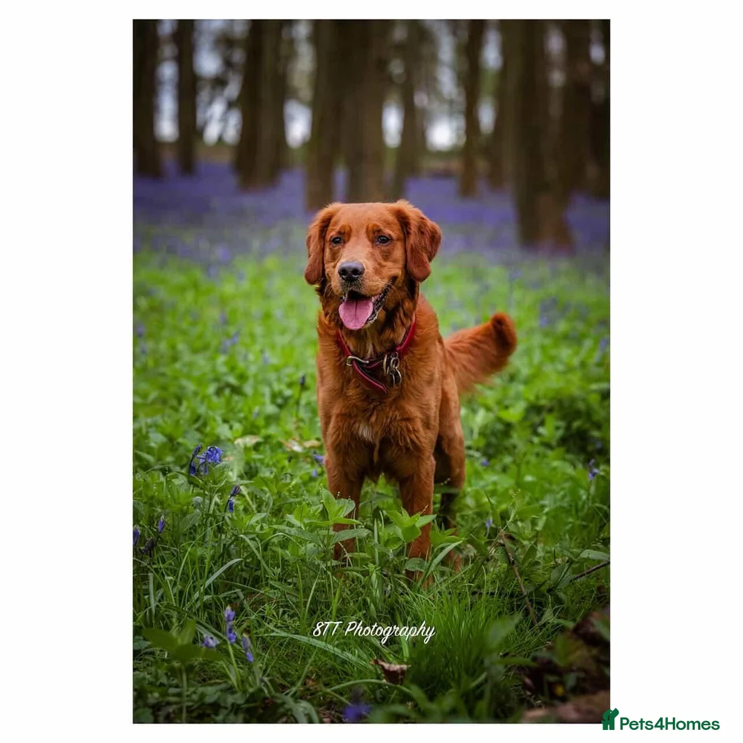 Golden Retriever dogs for stud: Gorgeous Gus for Stud  - Advert 1