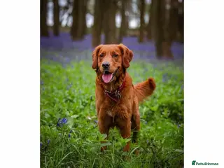 Golden Retriever dogs Gorgeous Gus for Stud - Advert 9