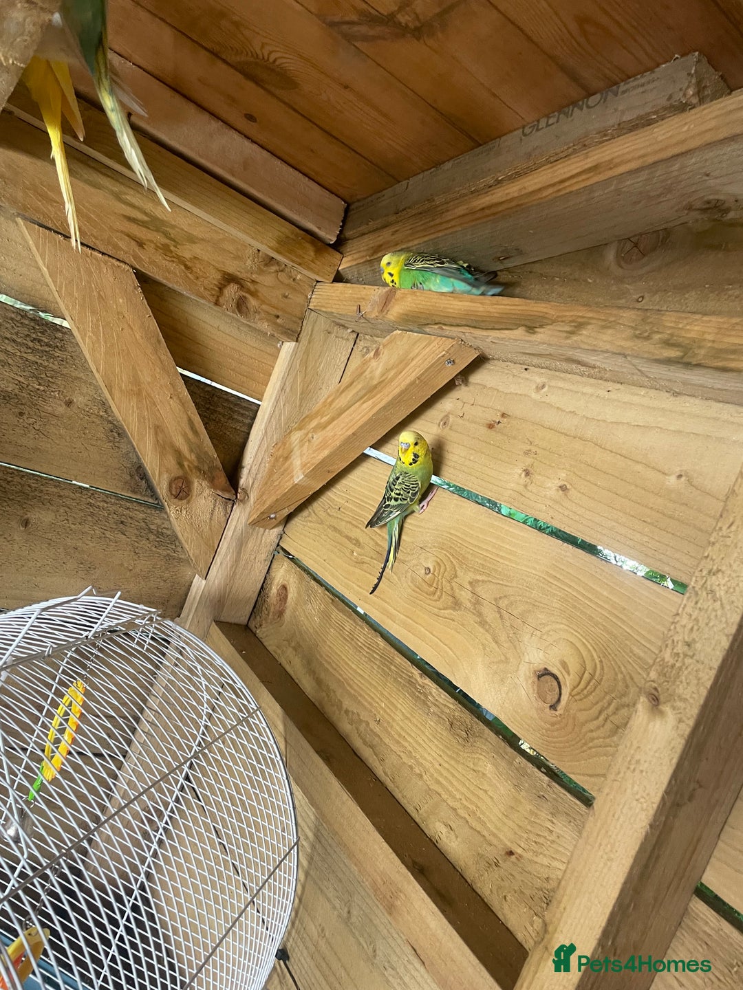 Canaries birds for sale: Budgies and canary  - Image 8