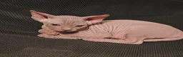 Sphynx cats for sale: Sphynx kittens 5 Tica generation certificate  in Belfast - Advert 6