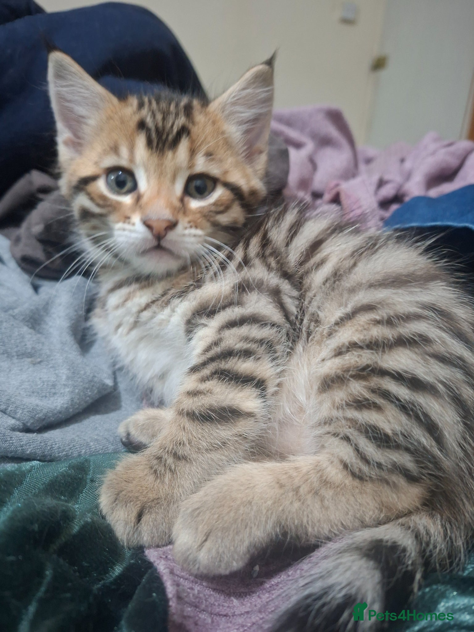 Mixed Breed cats 4 cool boys, ready to move in with their owner. - Advert 10