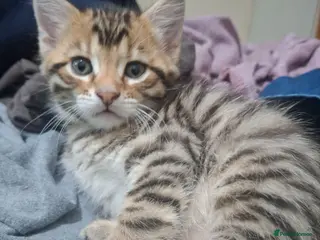 Mixed Breed cats 4 cool boys, ready to move in with their owner. - Advert 14