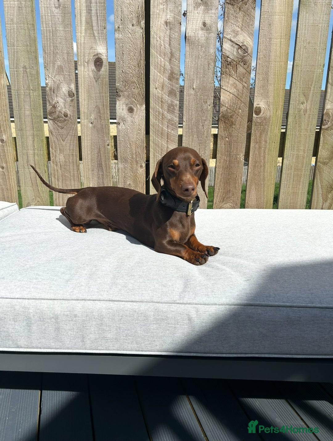 Chiweenie dogs for sale: 3 Gorgeous Girls & 2 Beautiful Boys  - Advert 9