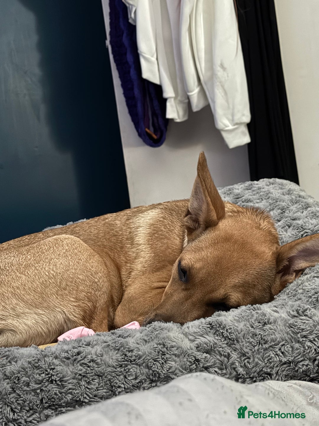 Mixed Breed dogs for sale: Ruby the German Shepherd X staffy pup - Advert 6