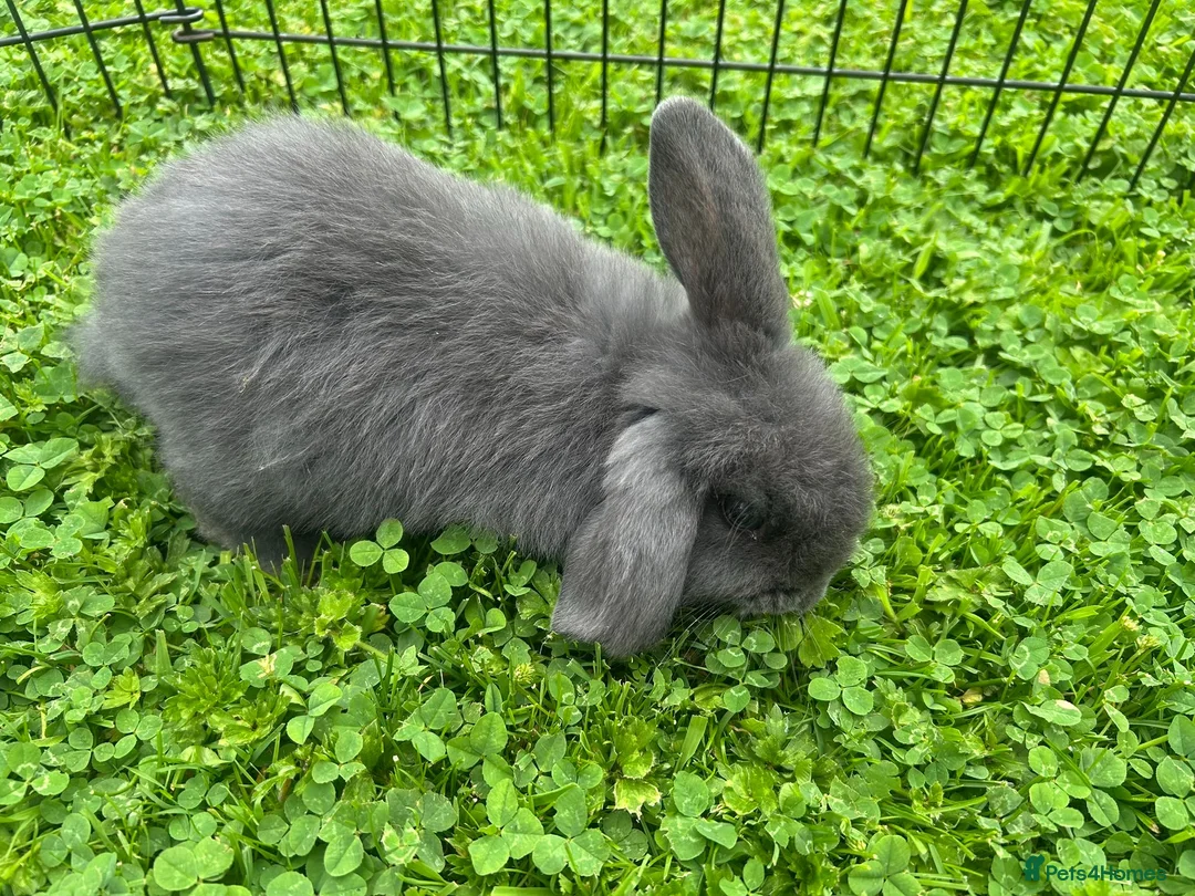Mixed Breed rabbits for sale: Pair of baby rabbits - Advert 1