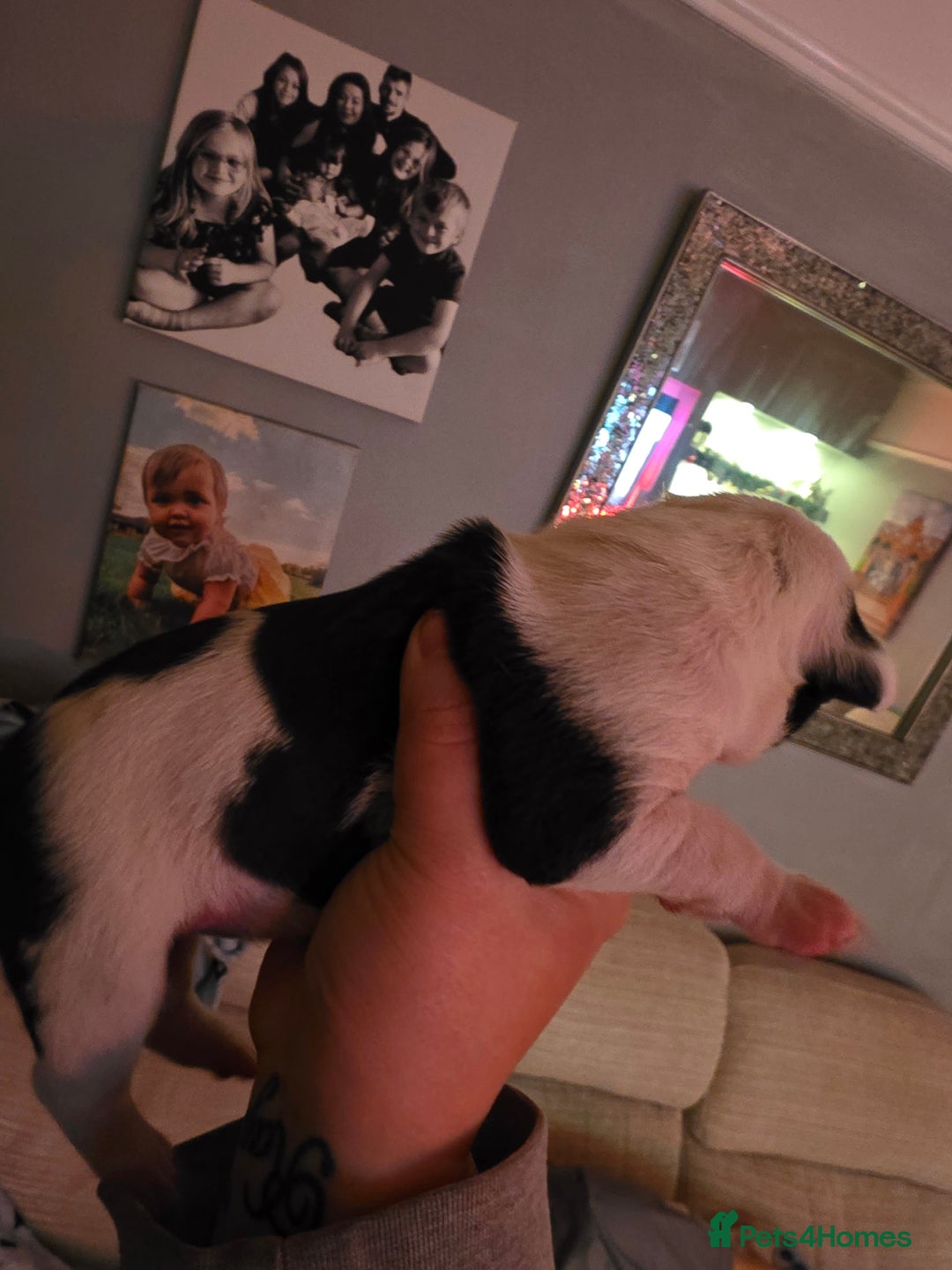 Mixed Breed dogs for sale: Staff x american bulldog puppies - Advert 23