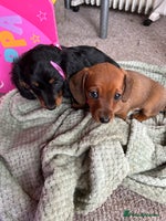 Dachshund dogs baby girls dachshunds - Advert 2