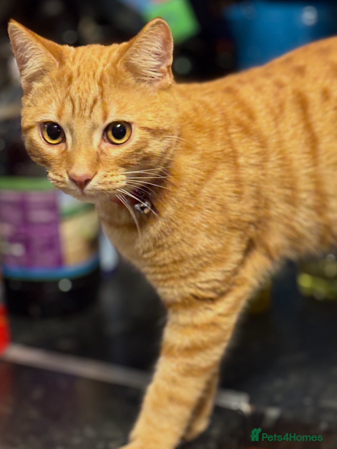 Domestic Shorthair cats for sale: Beautiful 6 month old ginger tabby male. - Advert 2