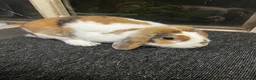 Mini Lop rabbits for sale: Tri coloured mini lop looking for new home  - Advert 2