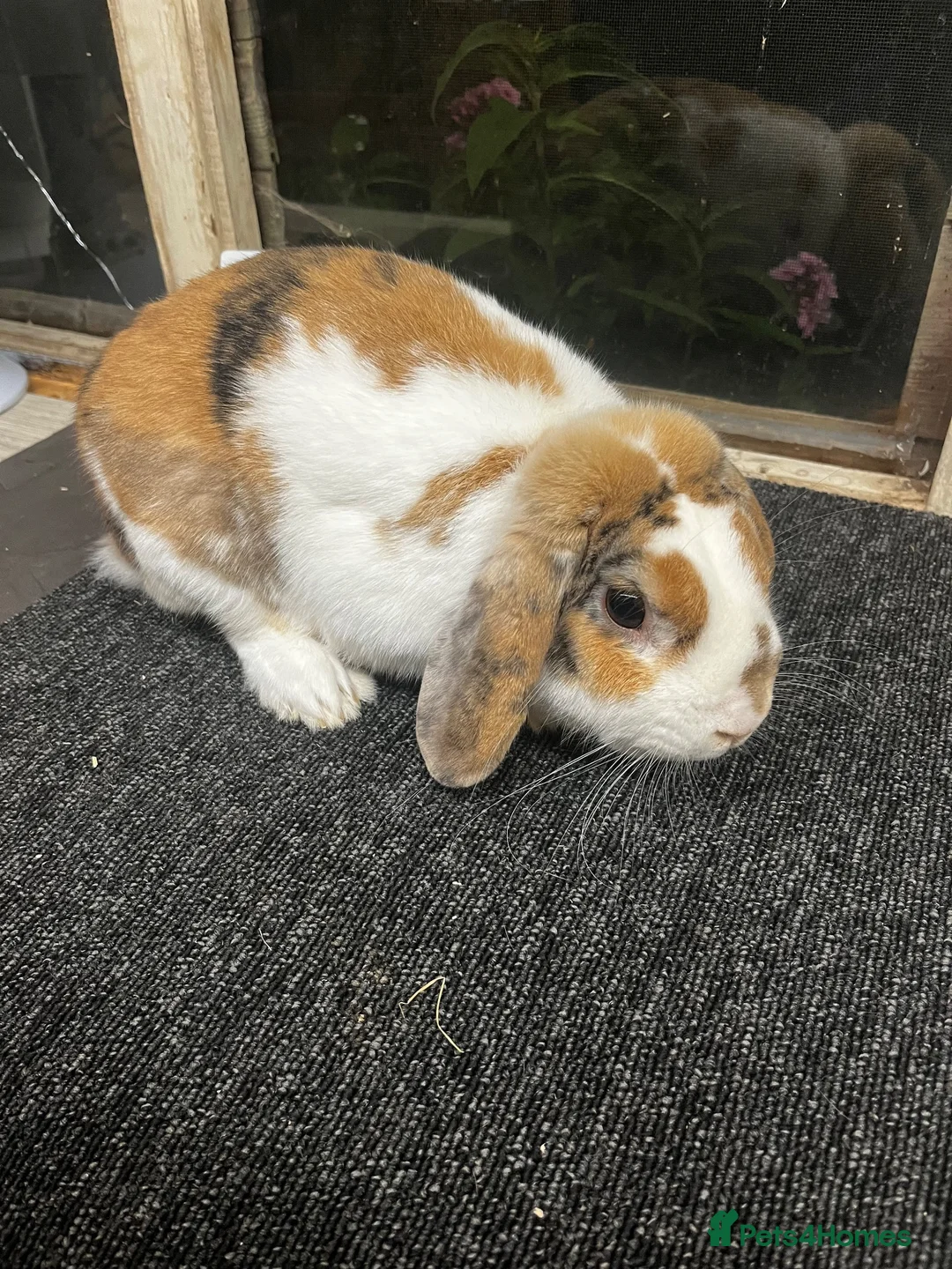 Mini Lop rabbits for sale: Tri coloured mini lop looking for new home  - Advert 2