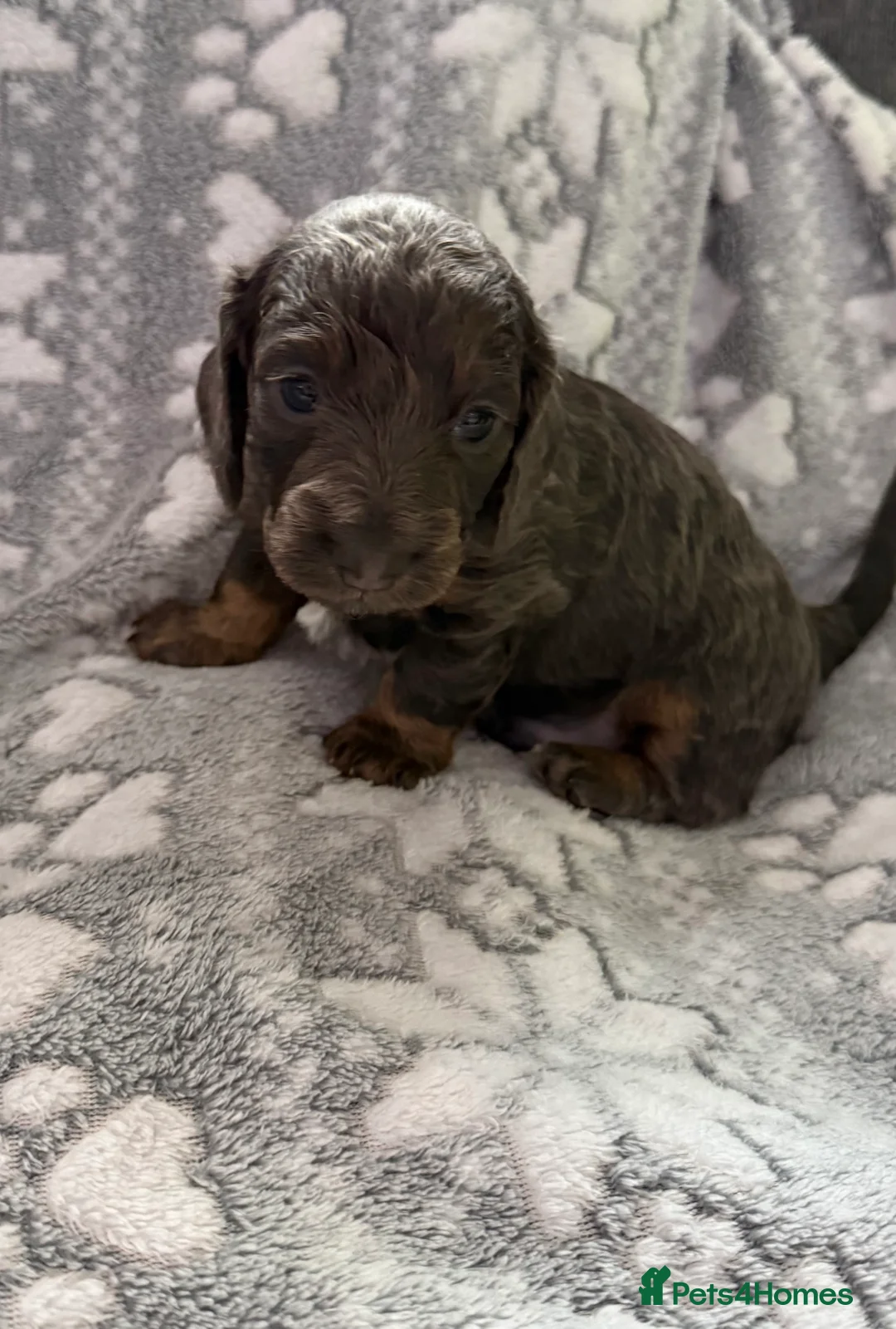 Miniature Dachshund dogs for sale: KC Registered Long Haired Miniature Dachsunds  - Advert 2