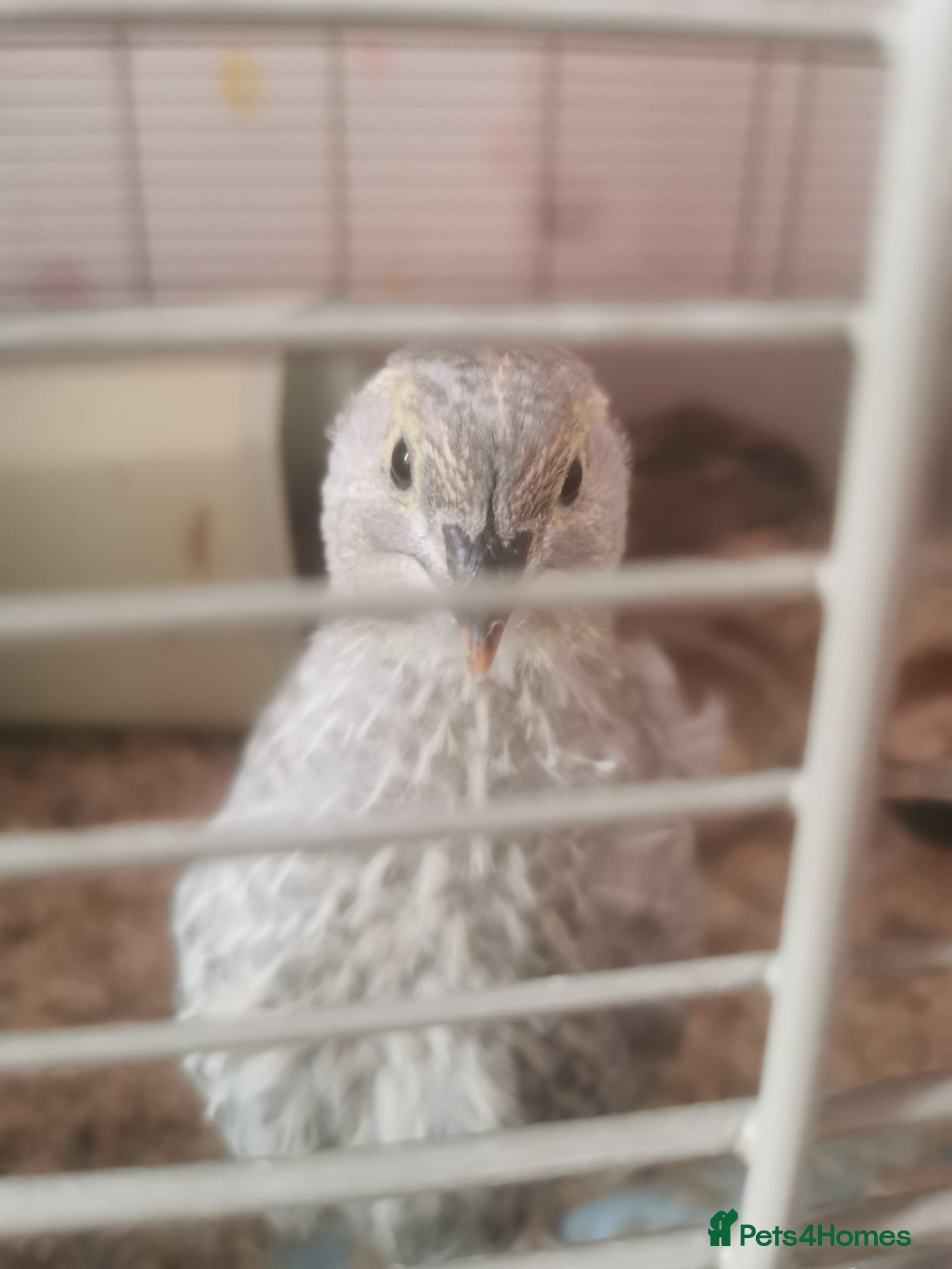 Quail poultry Silver coturnix Male quail - Advert 1