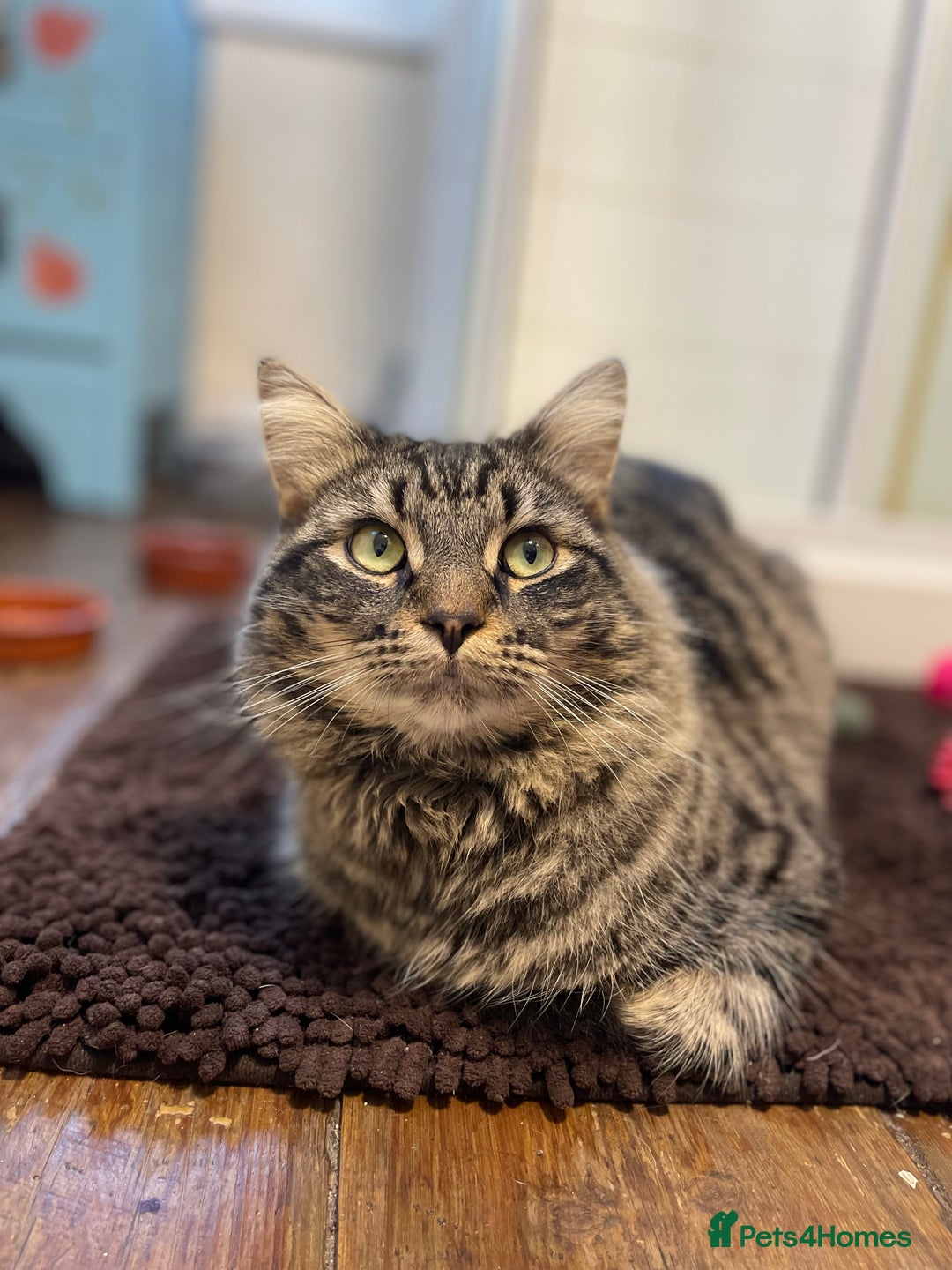 Domestic Shorthair cats for adoption: Fitz, 18 month old male neutered  - Advert 3