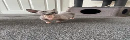 Sphynx cats for sale: Bambino female for sale  - Advert 1
