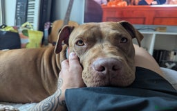 American Bull Staffy dogs for sale: Sweet Bully needs a home - Advert 8