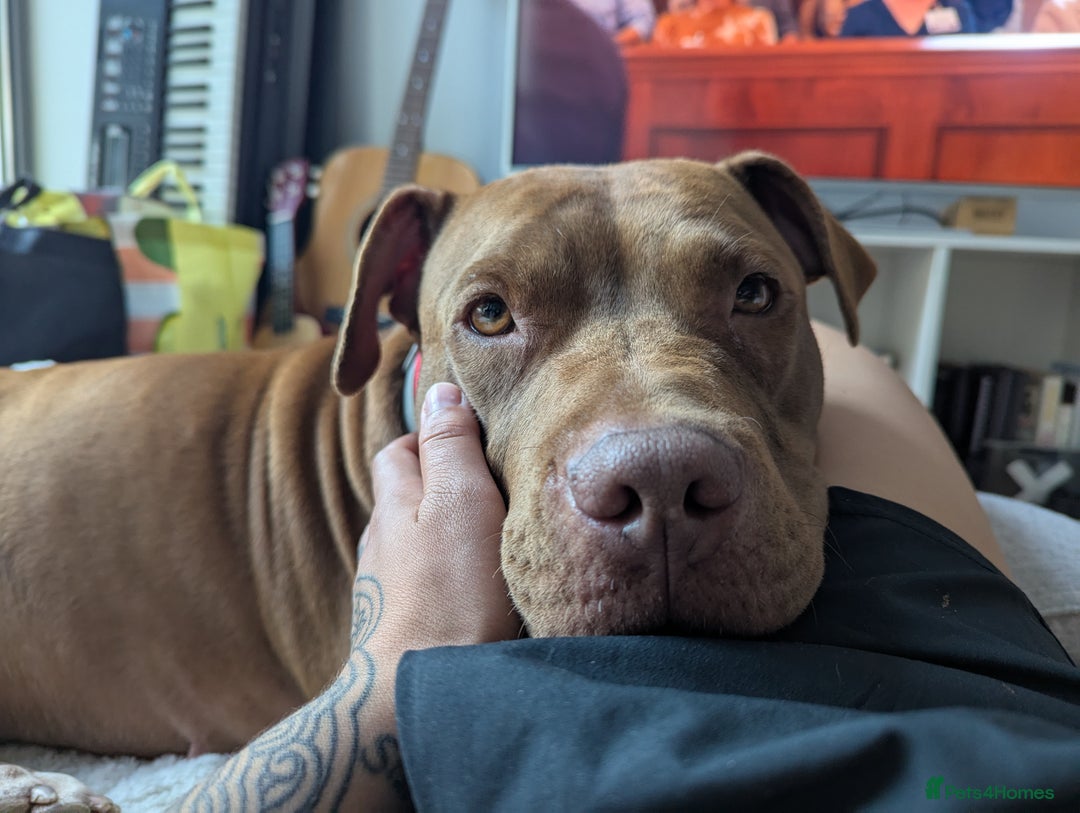 American Bull Staffy dogs for sale: Sweet Bully needs a home - Advert 8