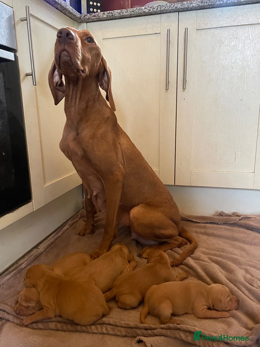 Hungarian Vizsla dogs for sale: Beautiful litter of 5 Vizsla puppies  in Southam - Advert 2
