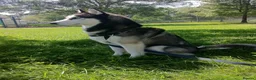 Siberian Husky dogs for sale: Excellent Siberian Husky puppies in Dudley - Advert 7