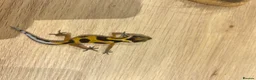 Gecko reptiles for sale: Baby leopard geckos for sale   - Advert 17